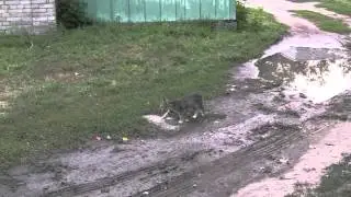 Кисы Кременчук 4