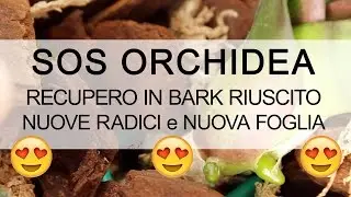 SOS ORCHIDEA - Recupero riuscito NUOVE RADICI