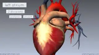 Heart Anatomy - Left Atrium - 3D Anatomy Tutorial
