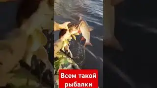 желаю всем таких поклевок