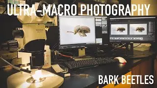 Ultra-Macro Photography of Bark Beetles
