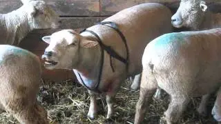 Breeding Season has Started