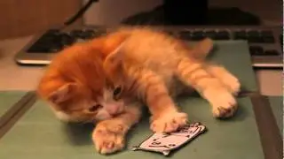 Антивирусный кот