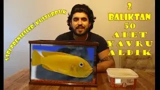 Sarı Prenses Balıklarımı kusturdum. 50 Süper yavru aldık