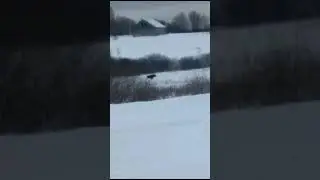 Лось