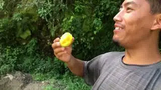 Mango 😱😳 Katar khayasi subinalai yesto energy aayo 2 || aapko jhol nilkaliyo - August 2024