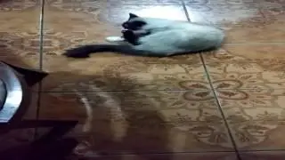 Premiun Cat