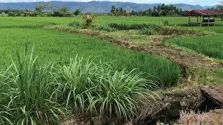Welcome a Peaceful Morning with a Serene Rice Field Atmosphere in Rural Indonesia