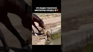 ЛОШАДЬ СПАСАЕТ СВОЕГО МАЛЕНЬКОГО ДРУГА! #до слез#милота#доброта#трогательно#чудо#эмоции #рек