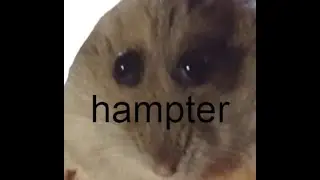 hampter