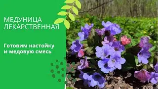 Эти цветы должны быть в каждом доме