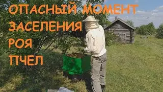 Рой пчел сел на ветке калины , пытаюсь заселить прямо в улей