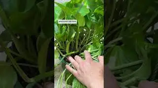 How to Properly Prune a Pothos 🪴✂️