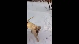 семья американских бульдогов на прогулке 25.01.2018
