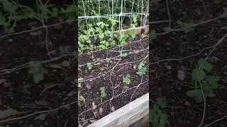 winter crops