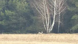 Stray dogs chasing a doe