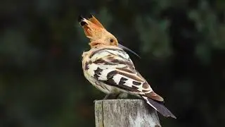 Abubilla