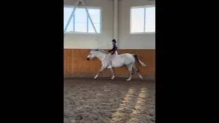 #horse #equestrian #jumping #лошади #horsejumping #pony #riding #dressage #horseriding #eq