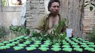 МОЁ ЛЮБИМОЕ ДЕРЕВО 480p