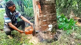 cutting down pink albasia trees