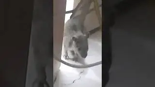 МЫШЬ (КРОДЁТЬСЯ)