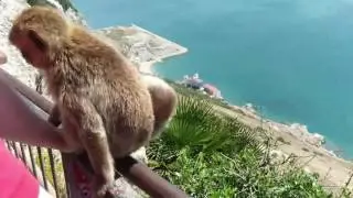 Monkeys in Gibraltar