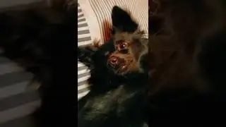 Nova McRover #shorts #dog #nova