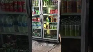 Cachorro descobre um cantinho inusitado pra se livrar do calor.