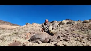 Desert Big Horn Sheep