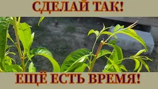 Последняя летняя обрезка!