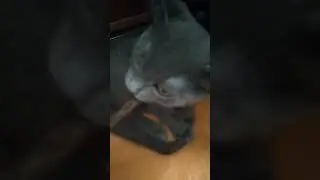 Любимая палочка от Мнямс❤️