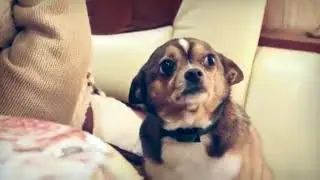 Мама ругает песика