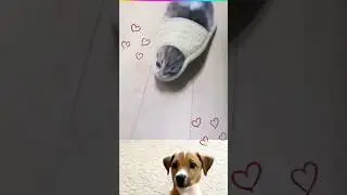 🥰pets funny video🤣 