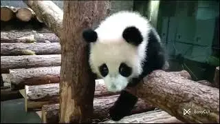 🐼😪 Панда Катюша уедет в Китай в четыре года, вероятно