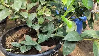 kit potongo কিট পোটংগো