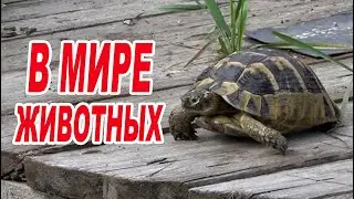 В мире животных / Черепахи на даче / Неожиданные гости