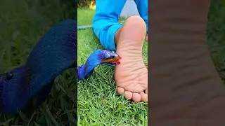 Ataack da Naja Azul 😱😰💀🐍 