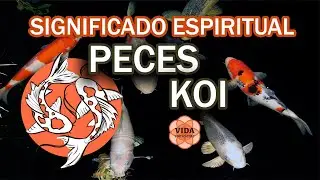 Peces koi 🐟 Significado espiritual #peces pez koi