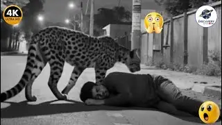 WHEN WILD ANIMALS DECIDE TO ATTACK AND FIGHT BACK AGAINST HUMAN INVASION