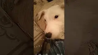 это не собака это чудо юдо рыба кит