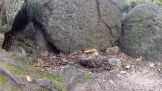 Szczurek