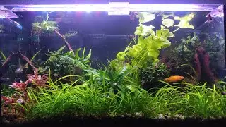 El Acuario de la V 👀🍀🐠