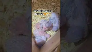 Птенчики растут 🐣