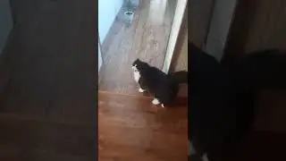 Боня нервотреп