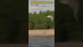 Ловим лосося и вынимаем красную икру 3