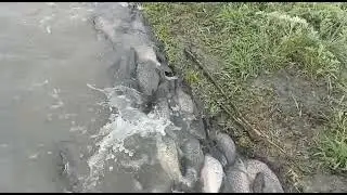 нерест карася