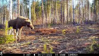 Лось пустился в пляс в Керженском заповеднике, 2022 год