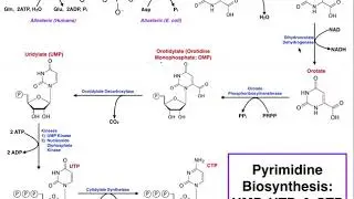 Nucleotide Metabolism | Pyrimidine Biosynthesis (UTP & CTP)