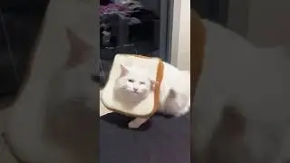 Funny cats 😂 episode 21 #shorts