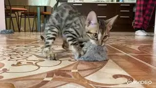 Мой новый друг/ бенгальская кошка/ #кошка#другчеловека#рек